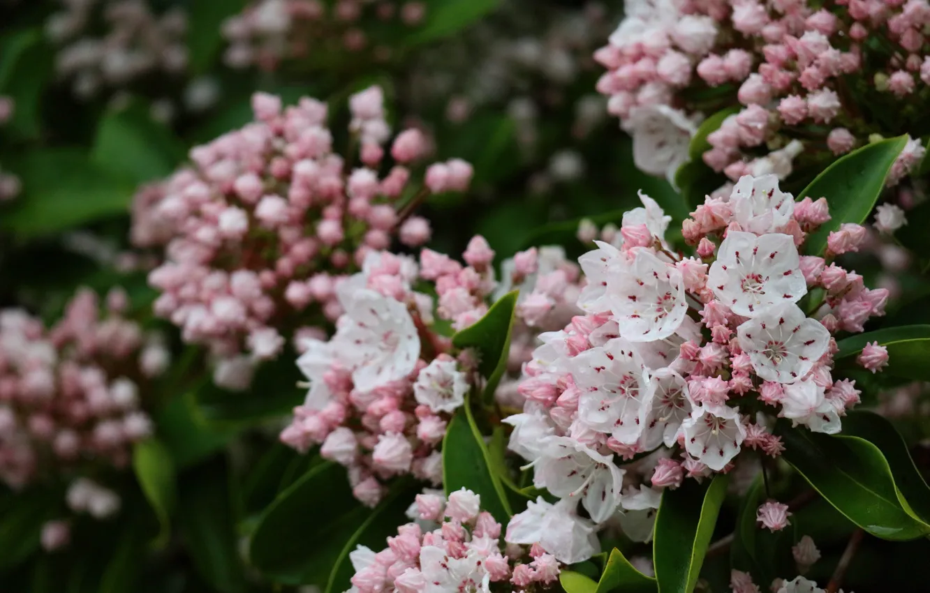Photo wallpaper pink, inflorescence, Kalmia