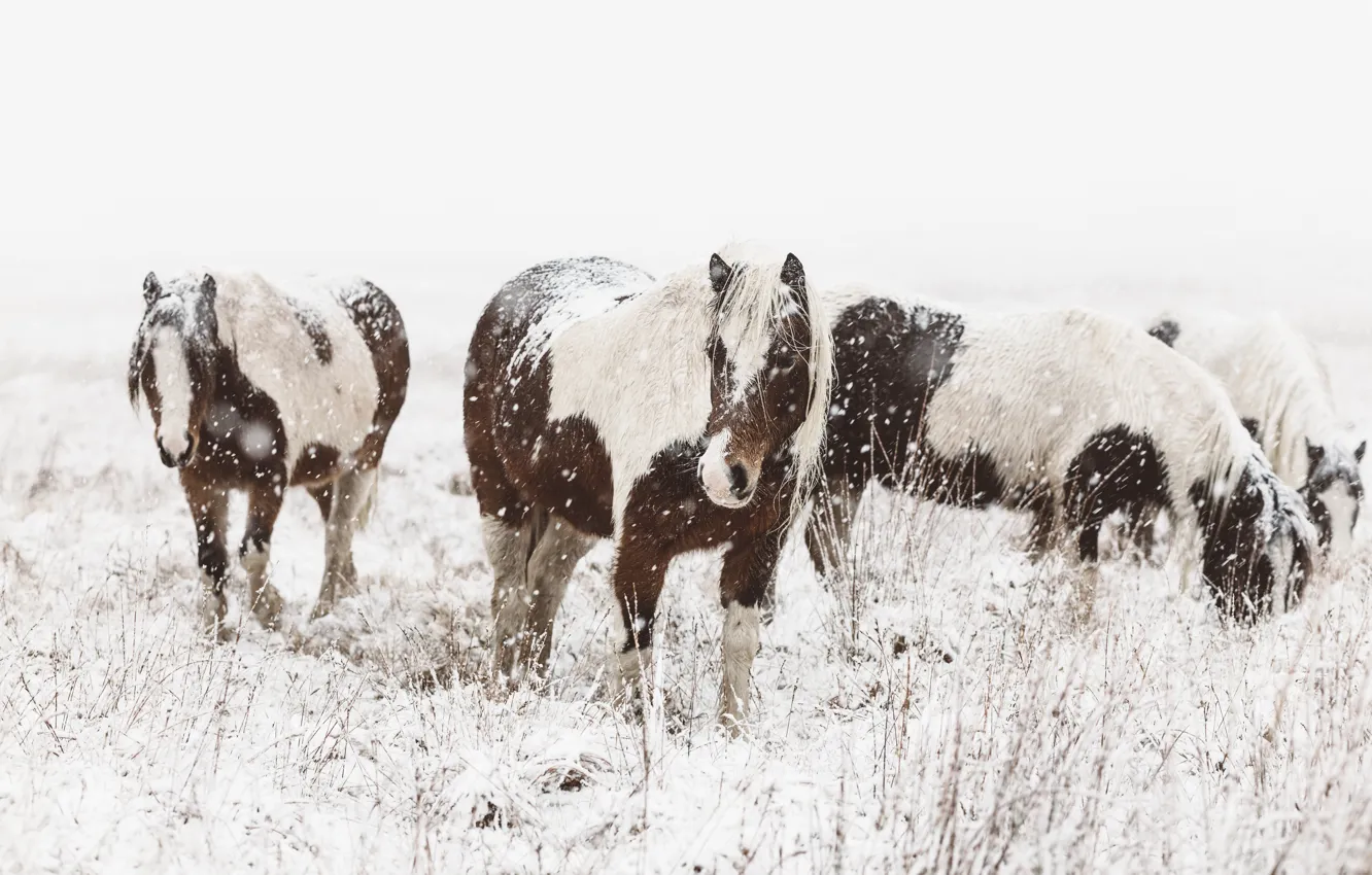 Photo wallpaper winter, field, look, face, snow, nature, horse, horse