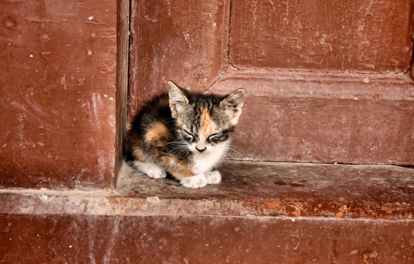 Photo wallpaper cat, loneliness, background, the door