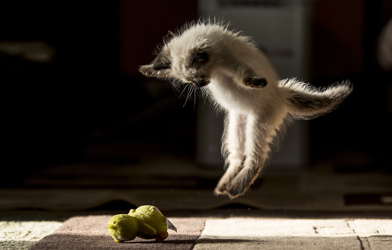 Photo wallpaper cat, jump, ballet