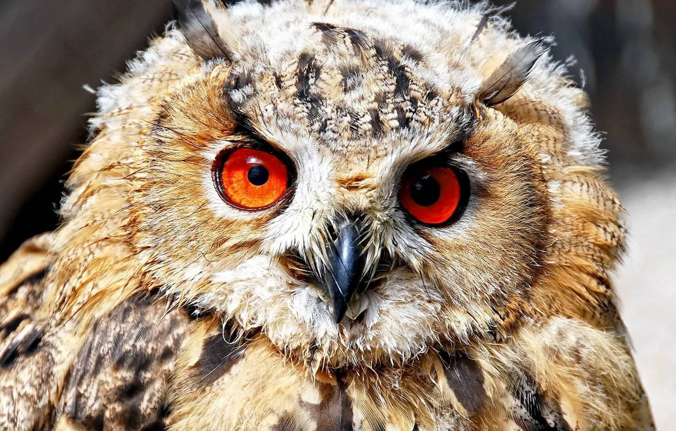 Photo wallpaper owl, bird, feathers, beak