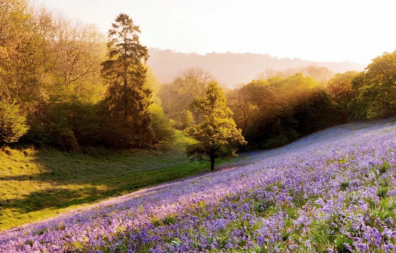 Photo wallpaper nature, summer time, Lavender slope