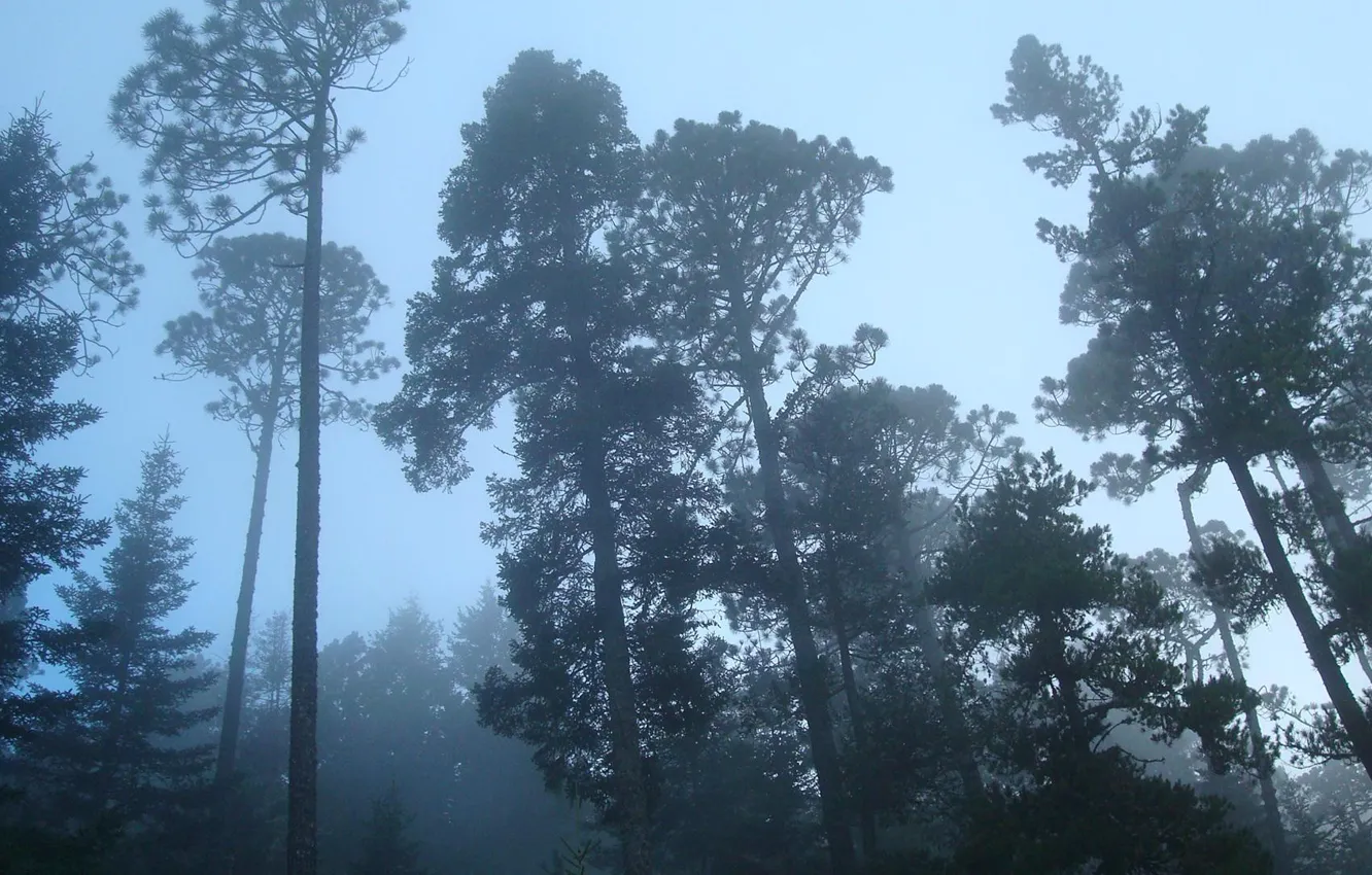 Photo wallpaper forest, trees, fog, haze