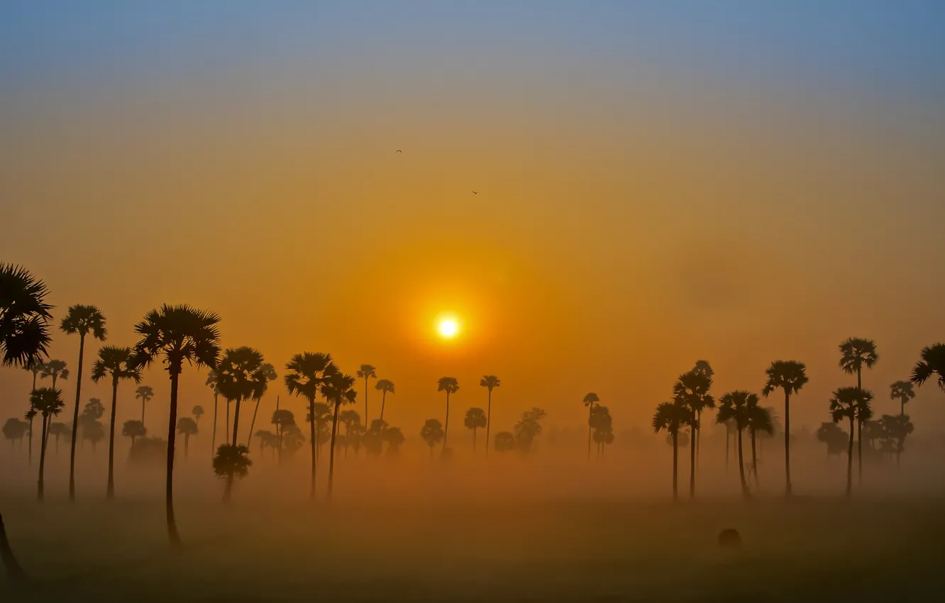Photo wallpaper the sky, the sun, fog, palm trees, dawn
