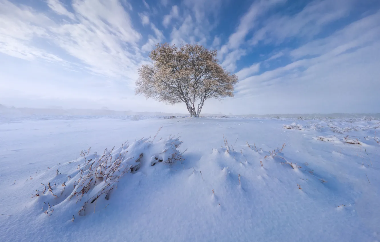Photo wallpaper winter, snow, trees, Netherlands