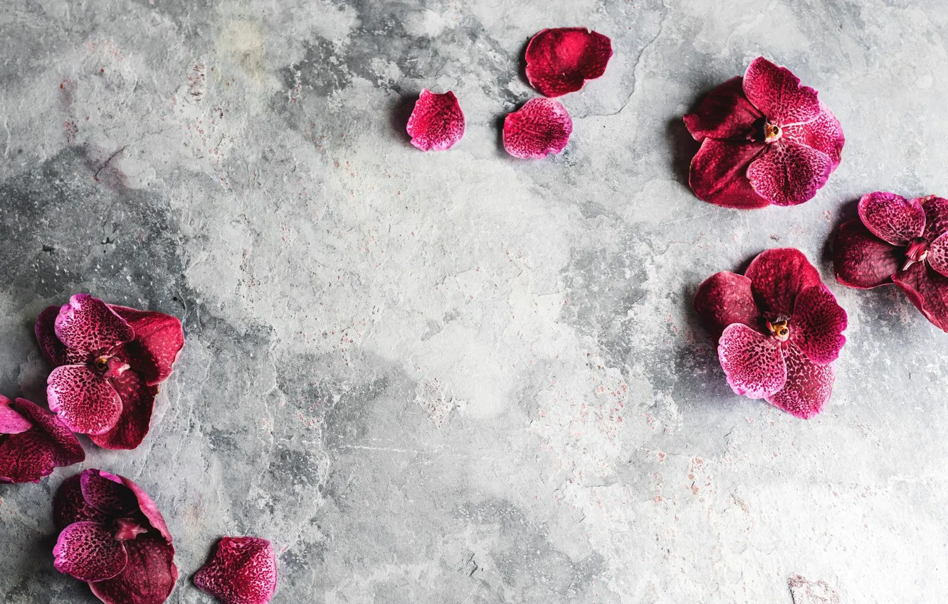 Photo wallpaper background, petals, Orchid