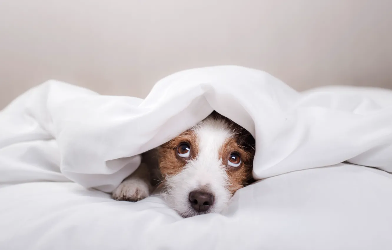 Photo wallpaper look, bed, dog