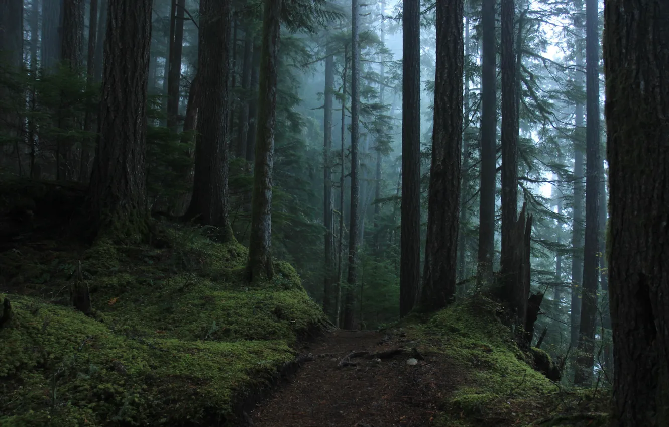 Photo wallpaper forest, trees, nature, fog, path