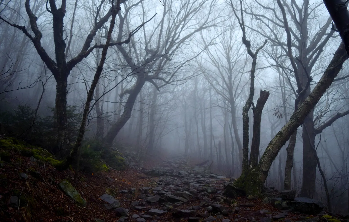Photo wallpaper forest, trees, nature, fog, stones, path