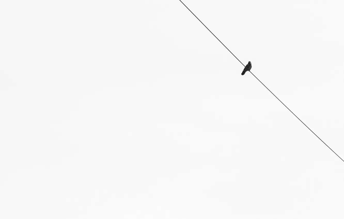 Photo wallpaper background, bird, minimalism
