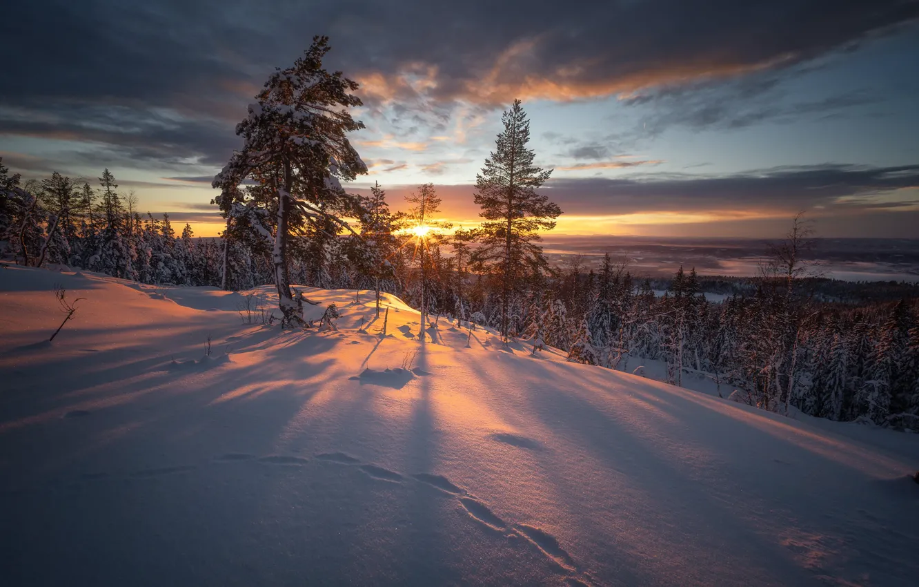 Photo wallpaper winter, snow, trees, sunset, Norway, Norway, RINGERIKE, Ringerike