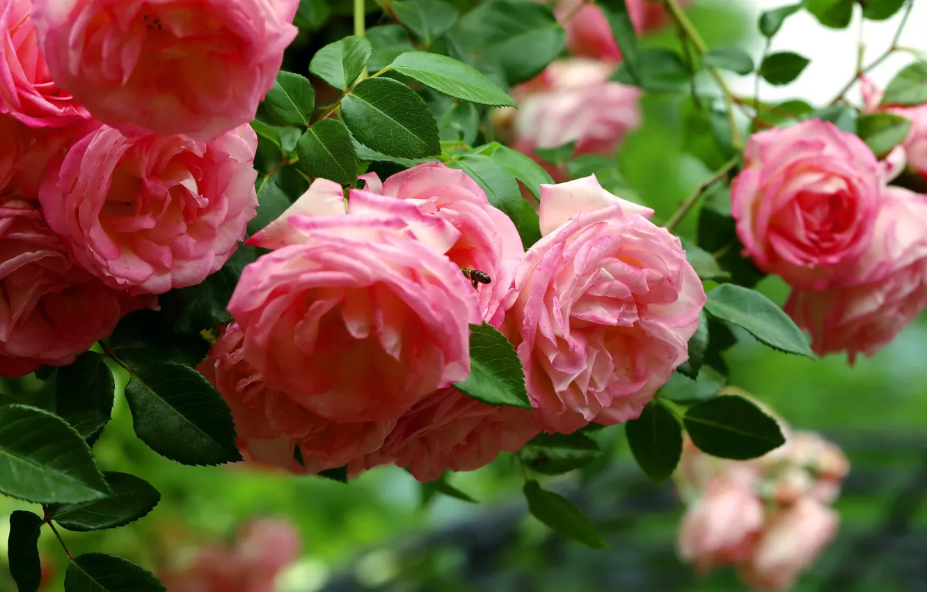 Photo wallpaper bee, roses, pink, bokeh, rose Bush