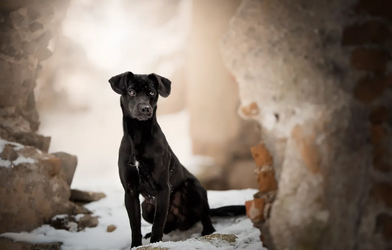 Photo wallpaper background, each, dog