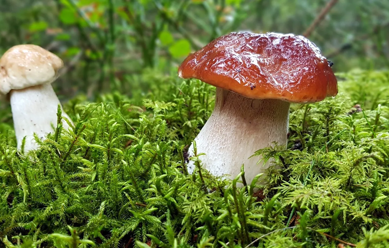 Photo wallpaper mushrooms, moss, dampness