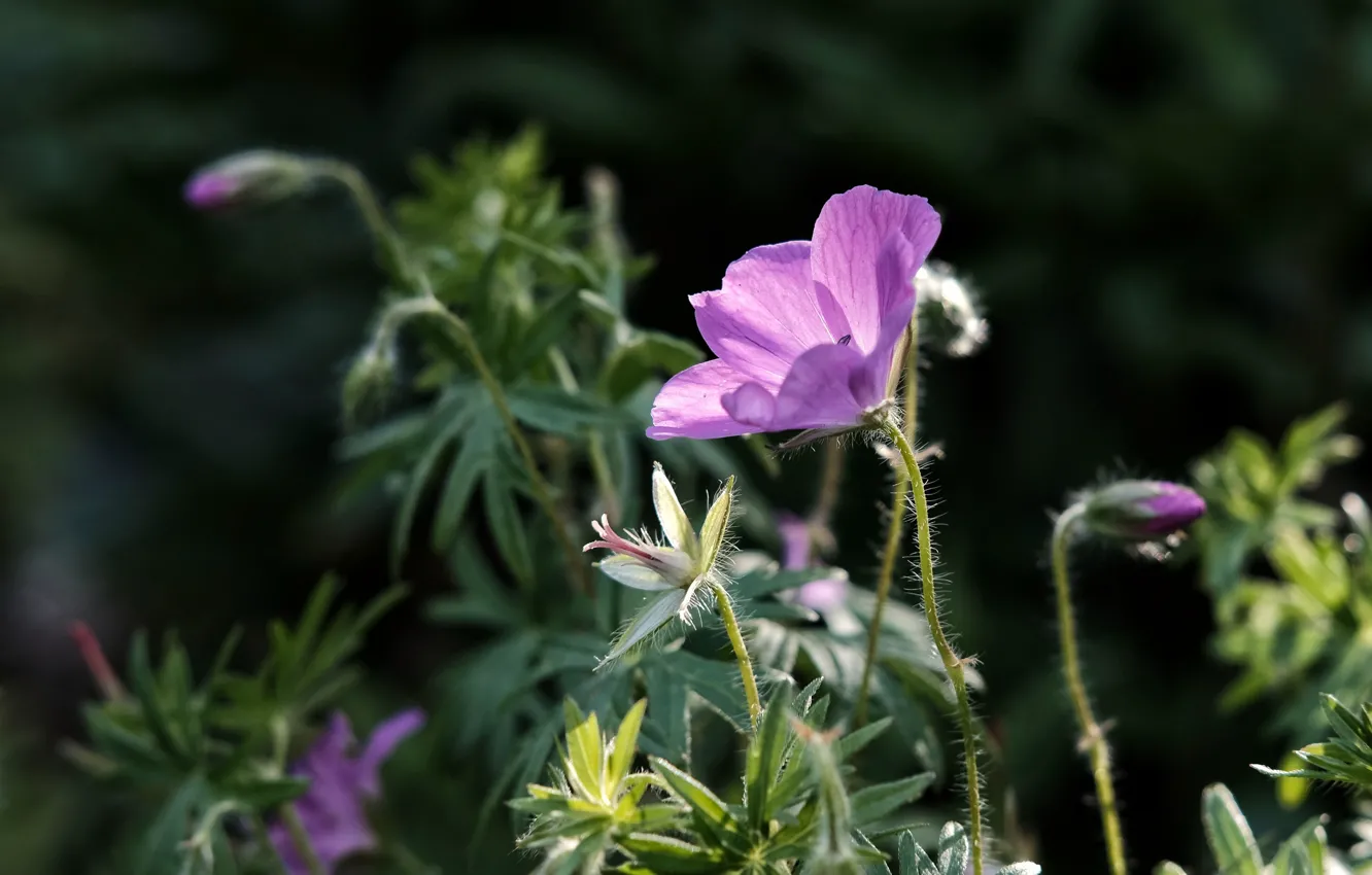 Photo wallpaper leaves, light, flowers, glade, buds, lilac, bokeh, geranium