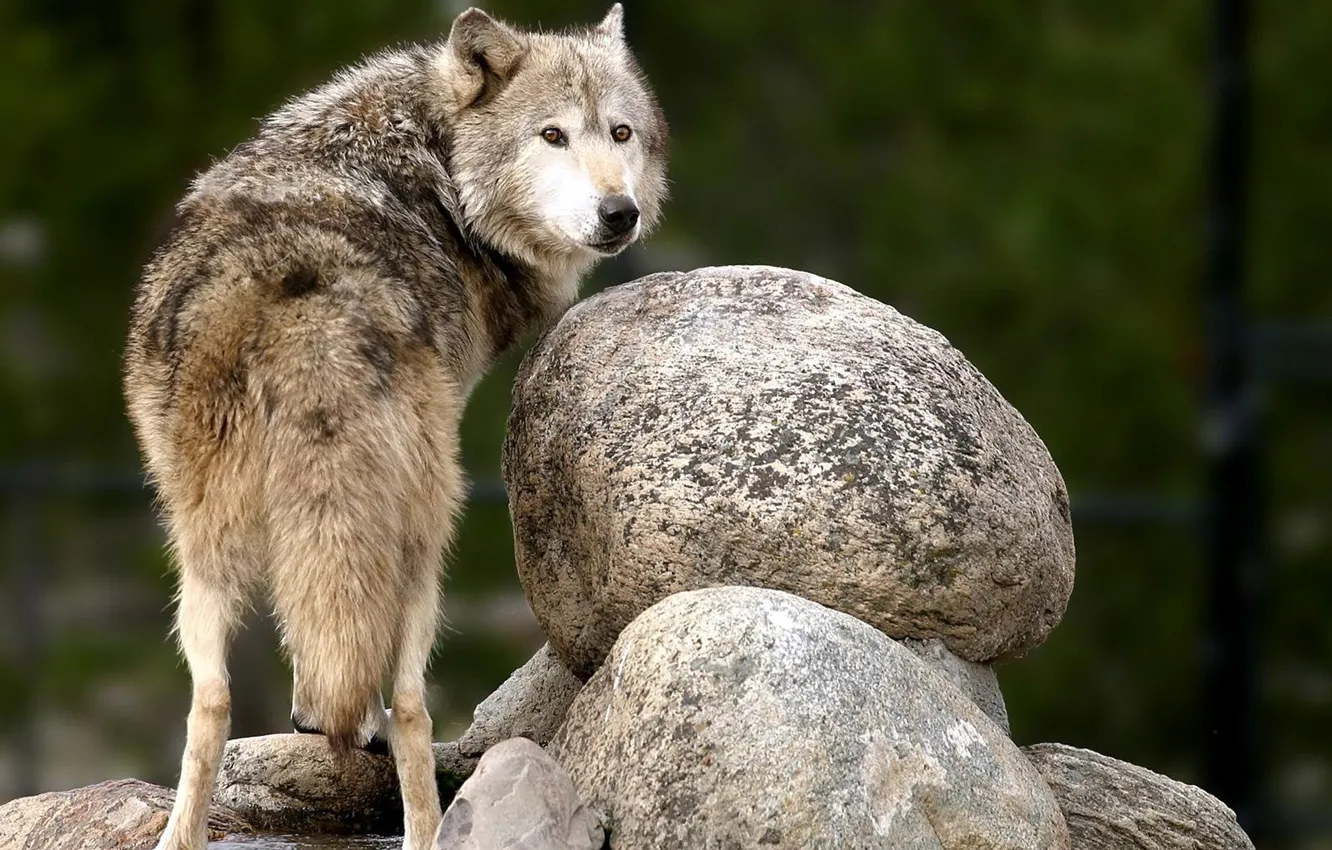 Photo wallpaper nature, predator, animal, wolf, wildlife, portrait, portrait., Canis lupus. face