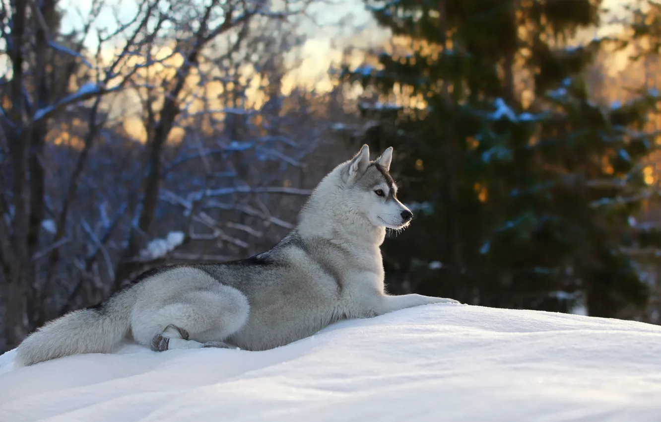 Photo wallpaper winter, snow, nature, pose, animal, dog, dog, Andrei Ershov