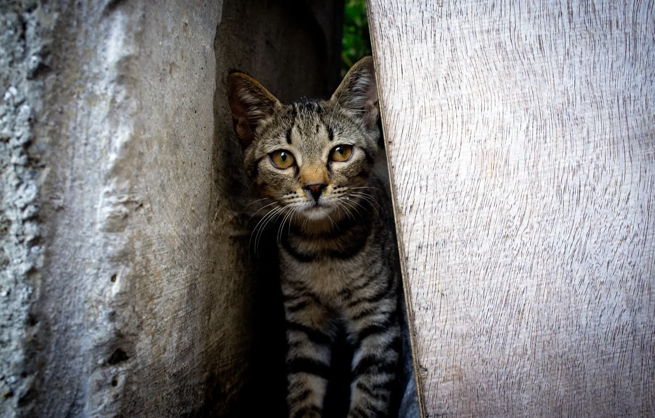 Photo wallpaper cat, background, the gap