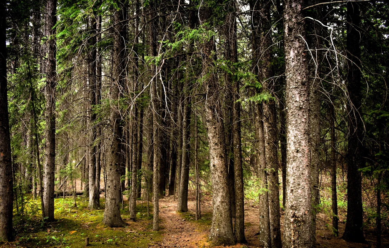 Photo wallpaper autumn, forest, nature