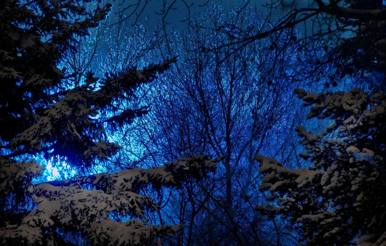 Photo wallpaper winter, the sky, snow, trees, blue, nature, the evening, ate