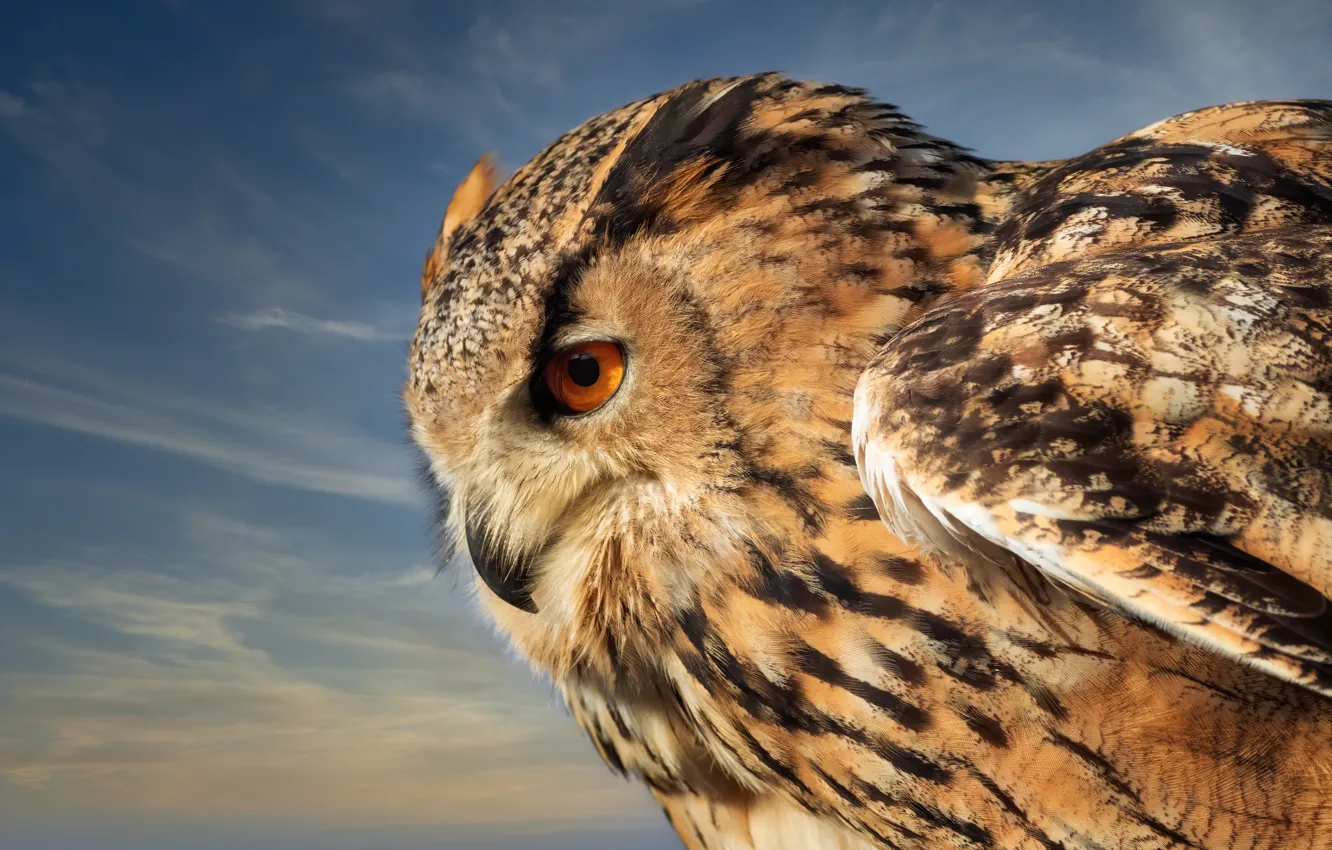 Photo wallpaper the sky, owl, bird, owl