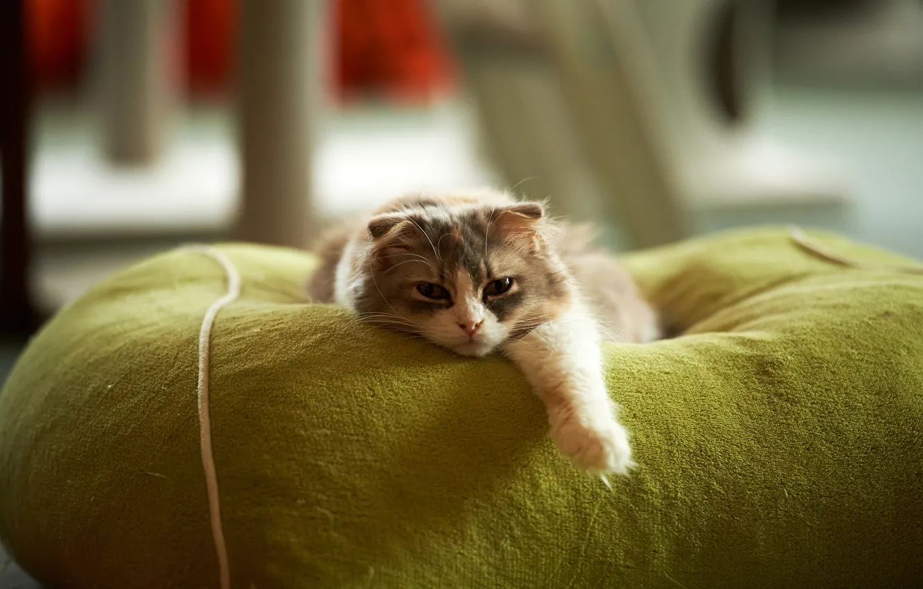 Photo wallpaper cat, stay, paw, lying