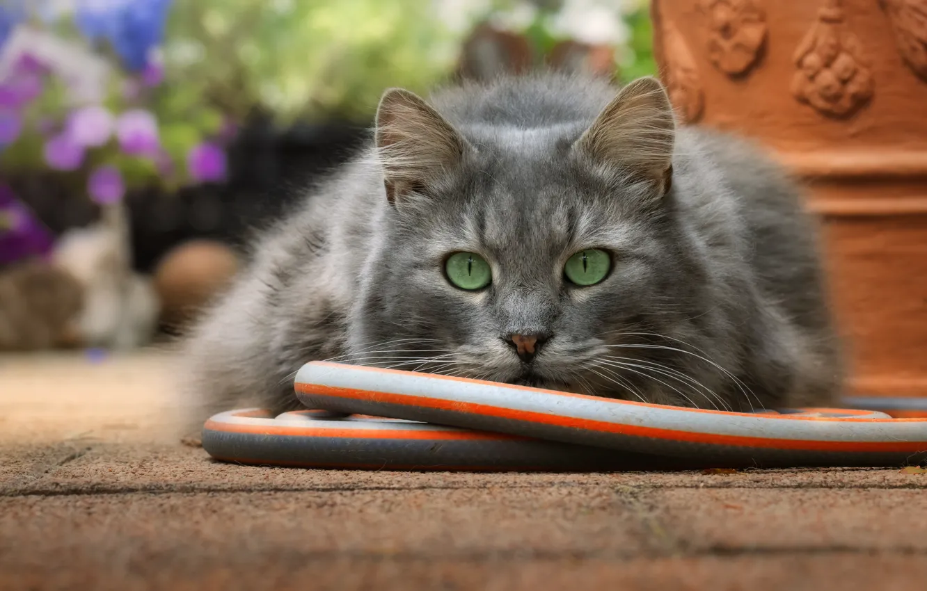 Photo wallpaper cat, cat, look, face, garden, grey, hose, green eyes