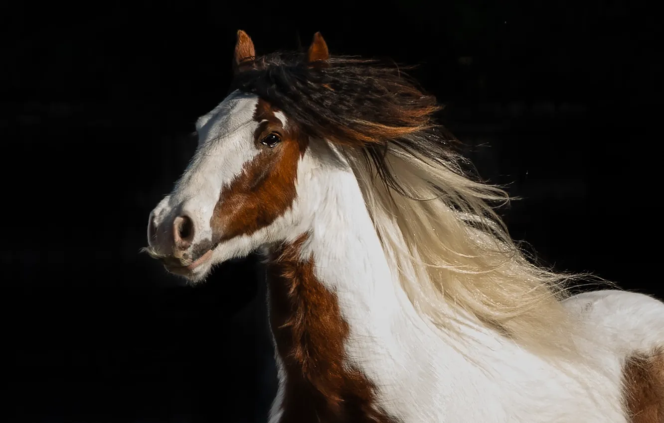 Photo wallpaper face, horse, horse, mane, black background