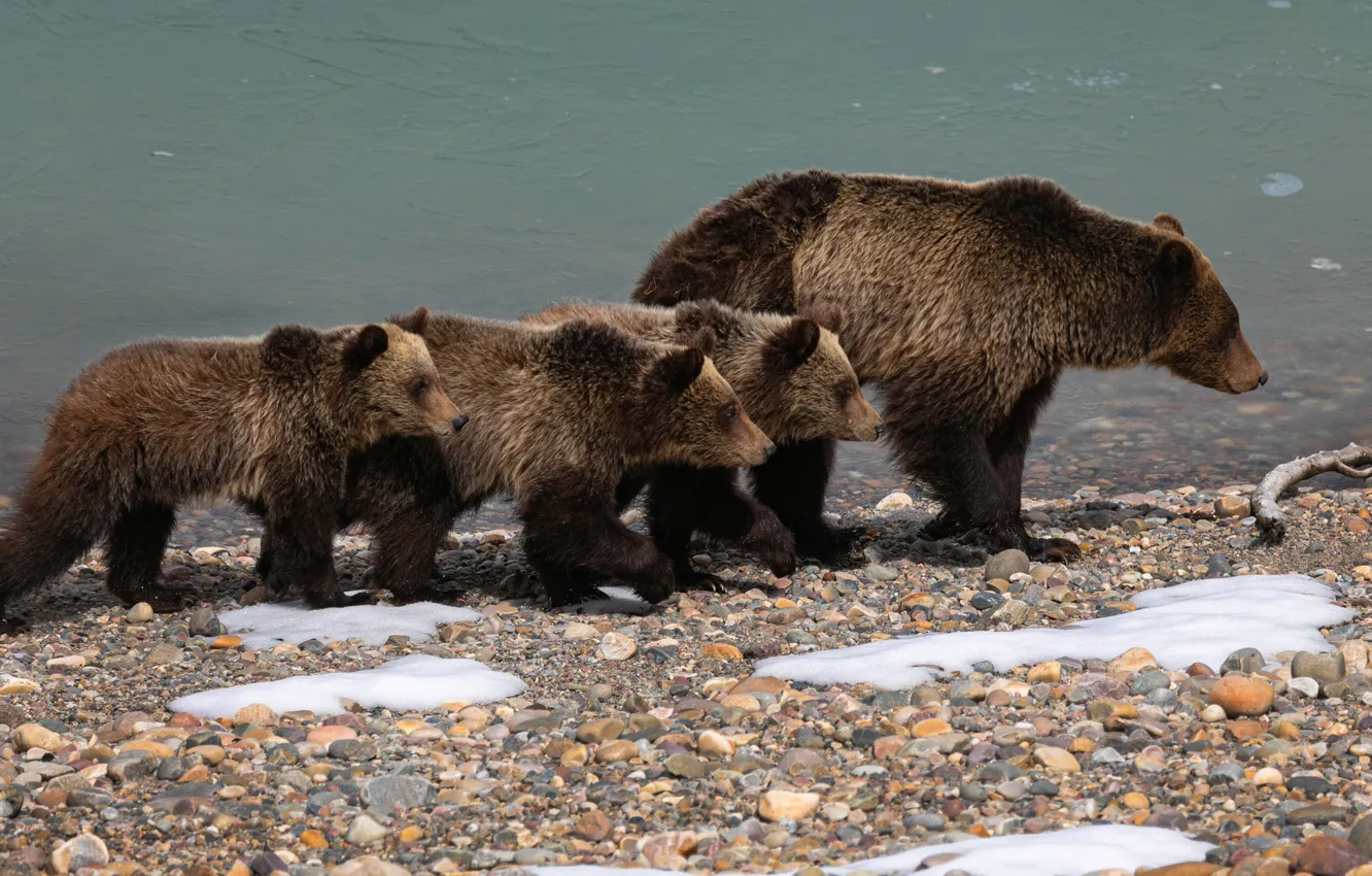 Photo wallpaper bear, walk, bear, mother