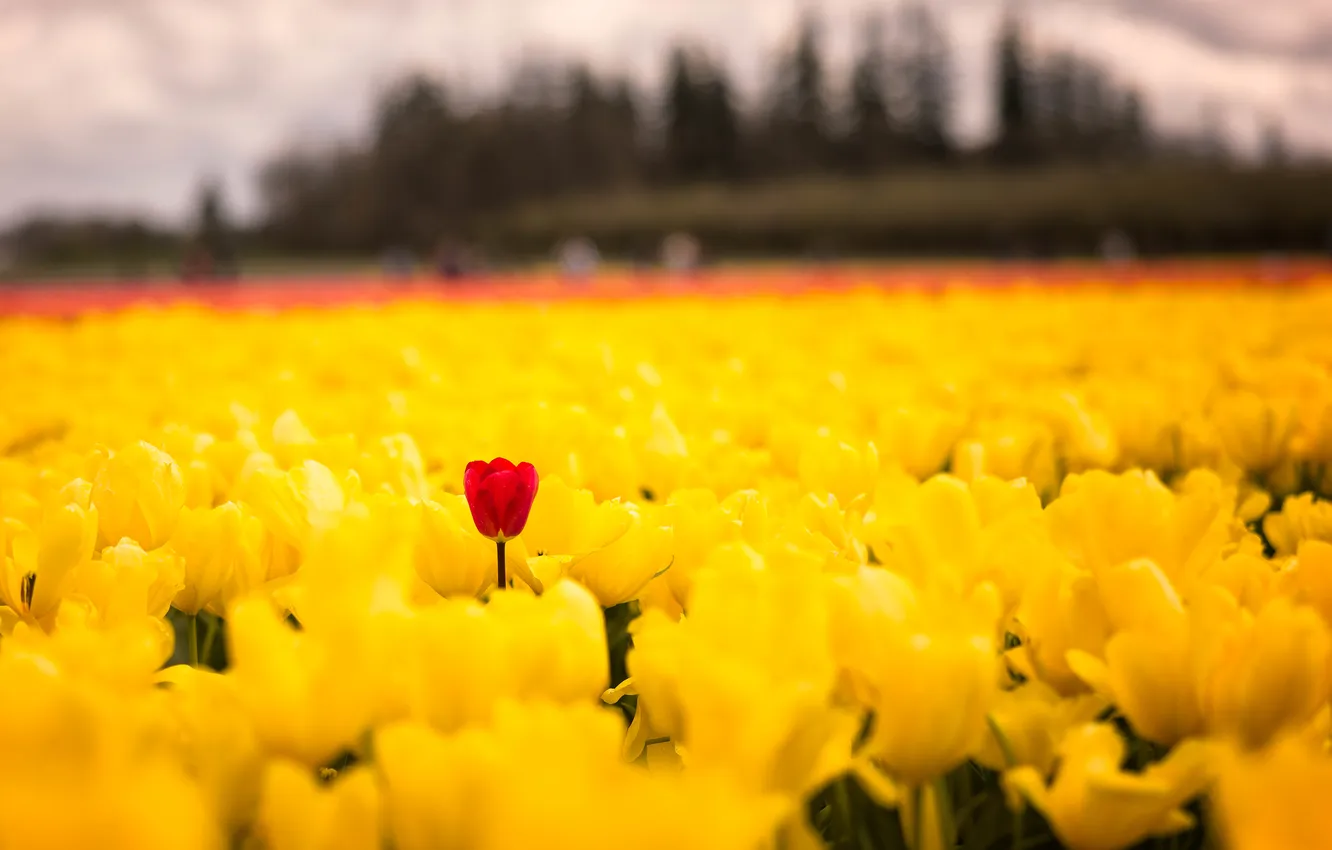 Photo wallpaper close-up, nature, flowers