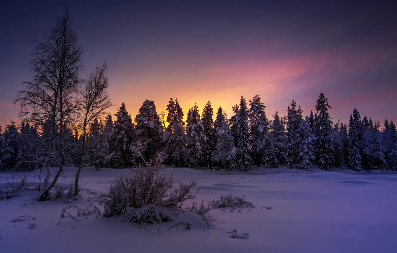 Photo wallpaper winter, forest, night