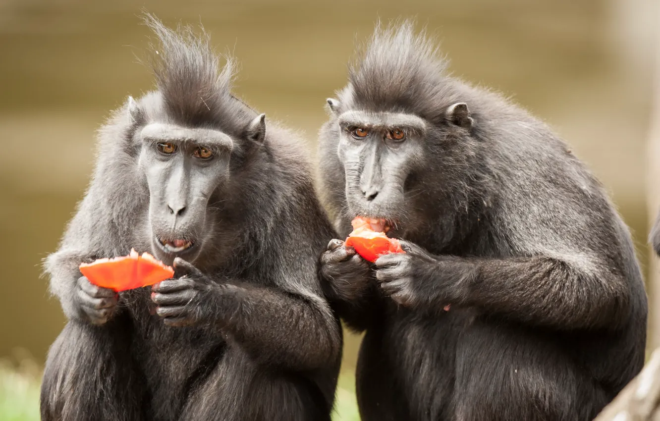 Photo wallpaper nature, background, monkey