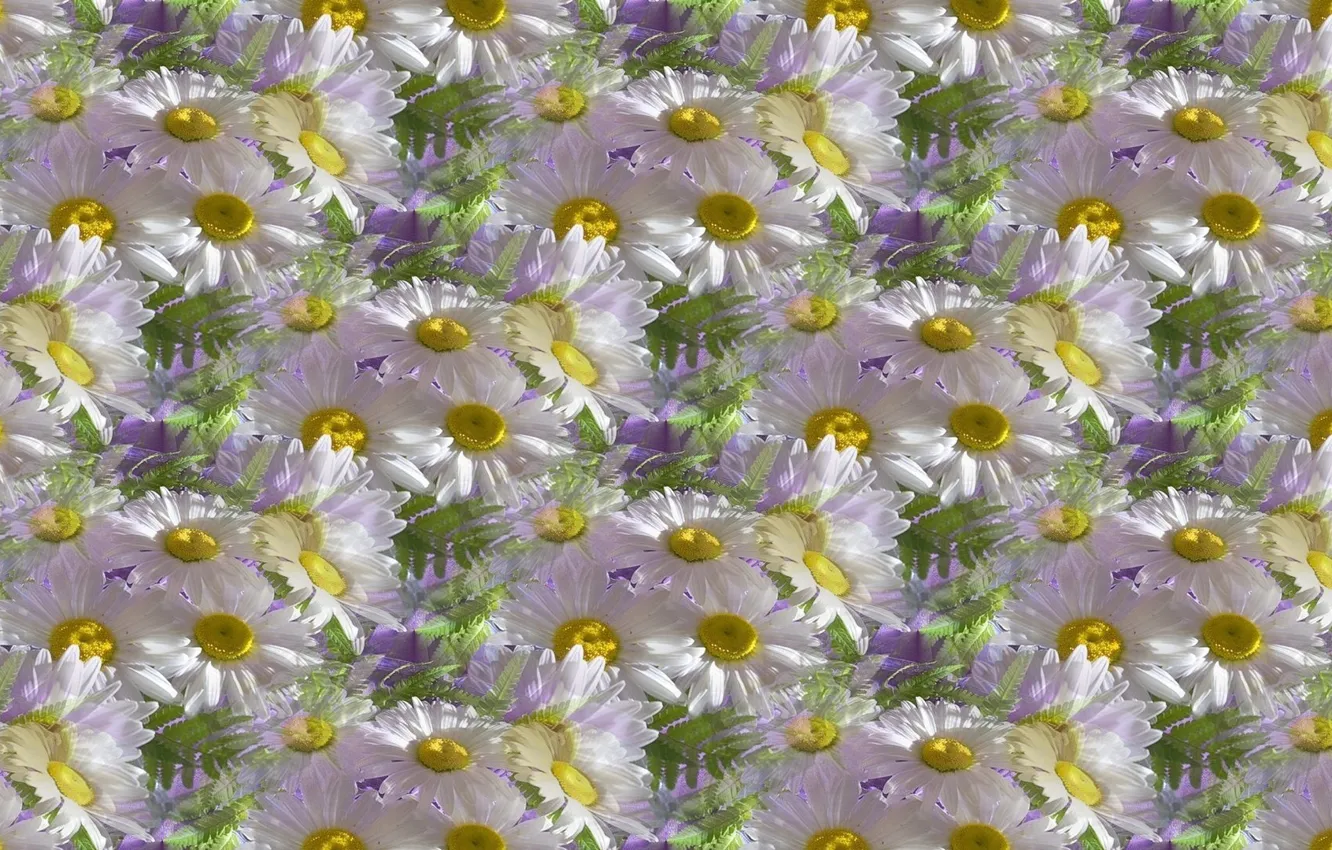 Photo wallpaper summer, flowers, texture, Daisy