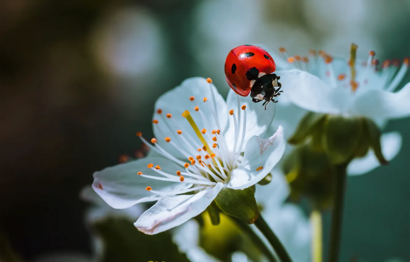 Photo wallpaper macro, nature, ladybug, beetle, spring, flowers