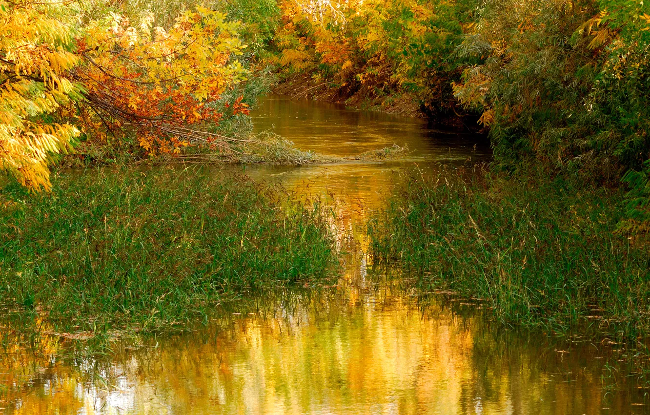 Photo wallpaper autumn, grass, leaves, water, trees, nature, pond, nature