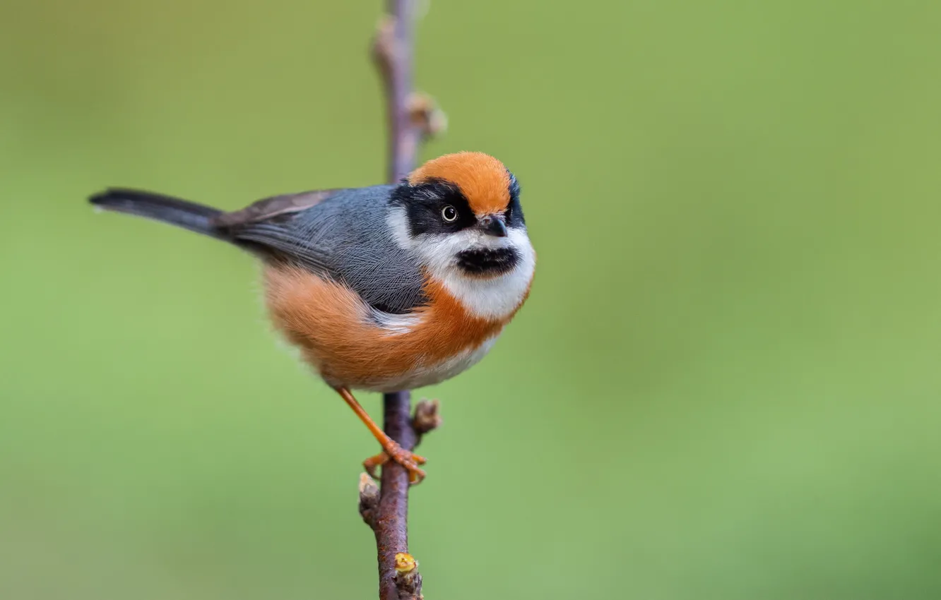 Photo wallpaper branches, background, bird, Ryzhevolosaya long-tailed tit