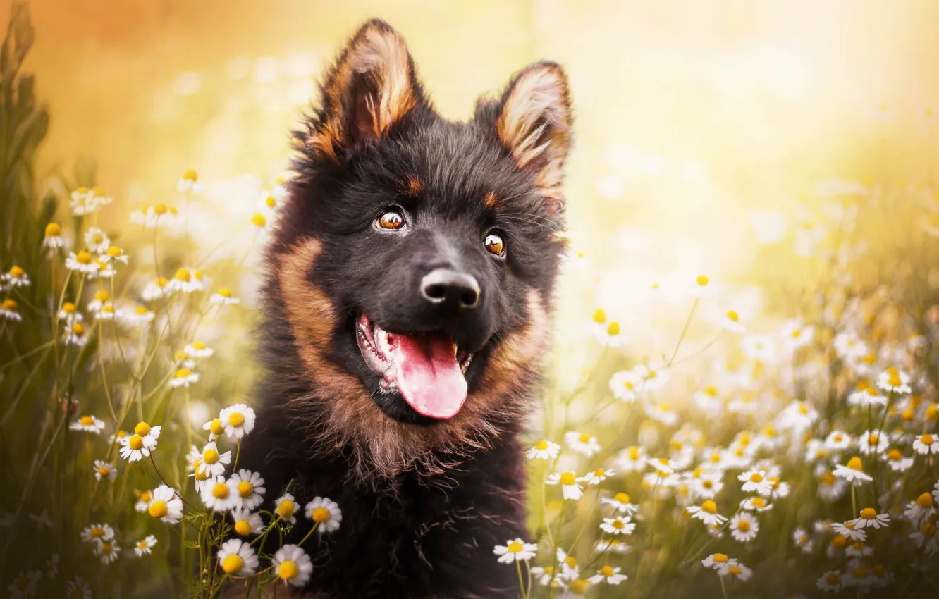 Photo wallpaper language, face, flowers, chamomile, dog, puppy, bokeh