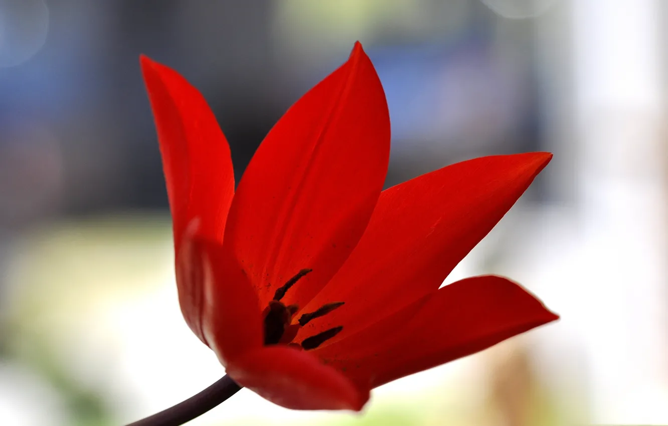 Photo wallpaper flowers, petals, tulips