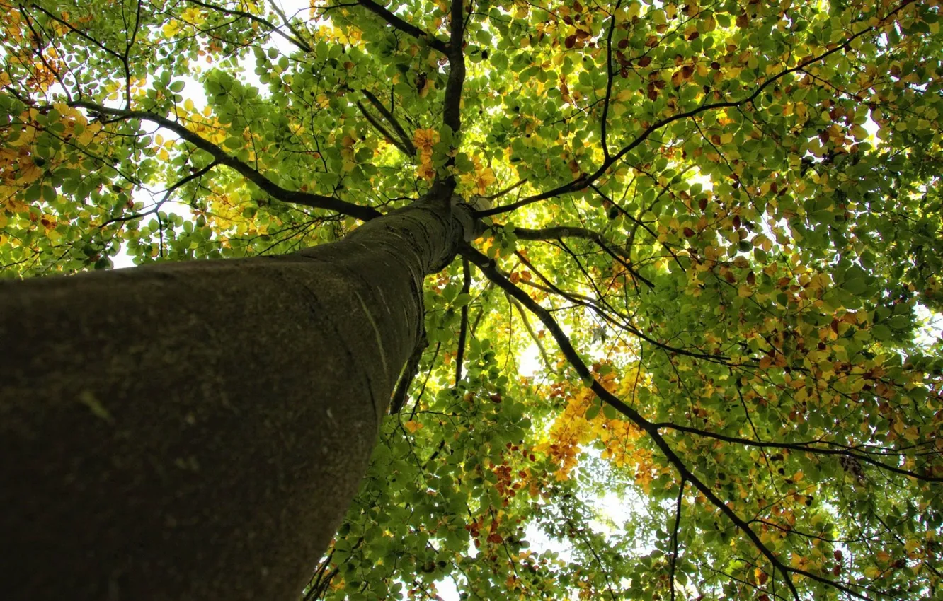 Photo wallpaper wallpaper, nature, background, autumn, leaves, macro, tree, blue sky