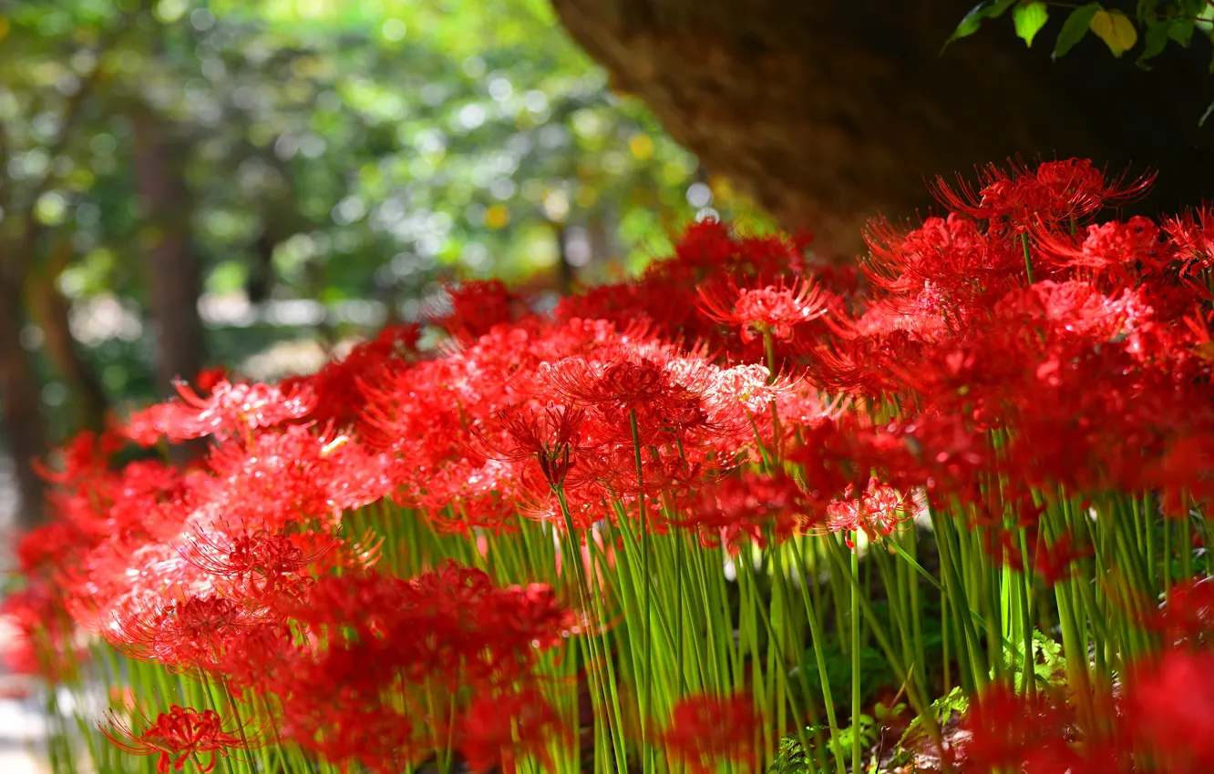 Photo wallpaper greens, summer, light, trees, flowers, red, nature, Lily