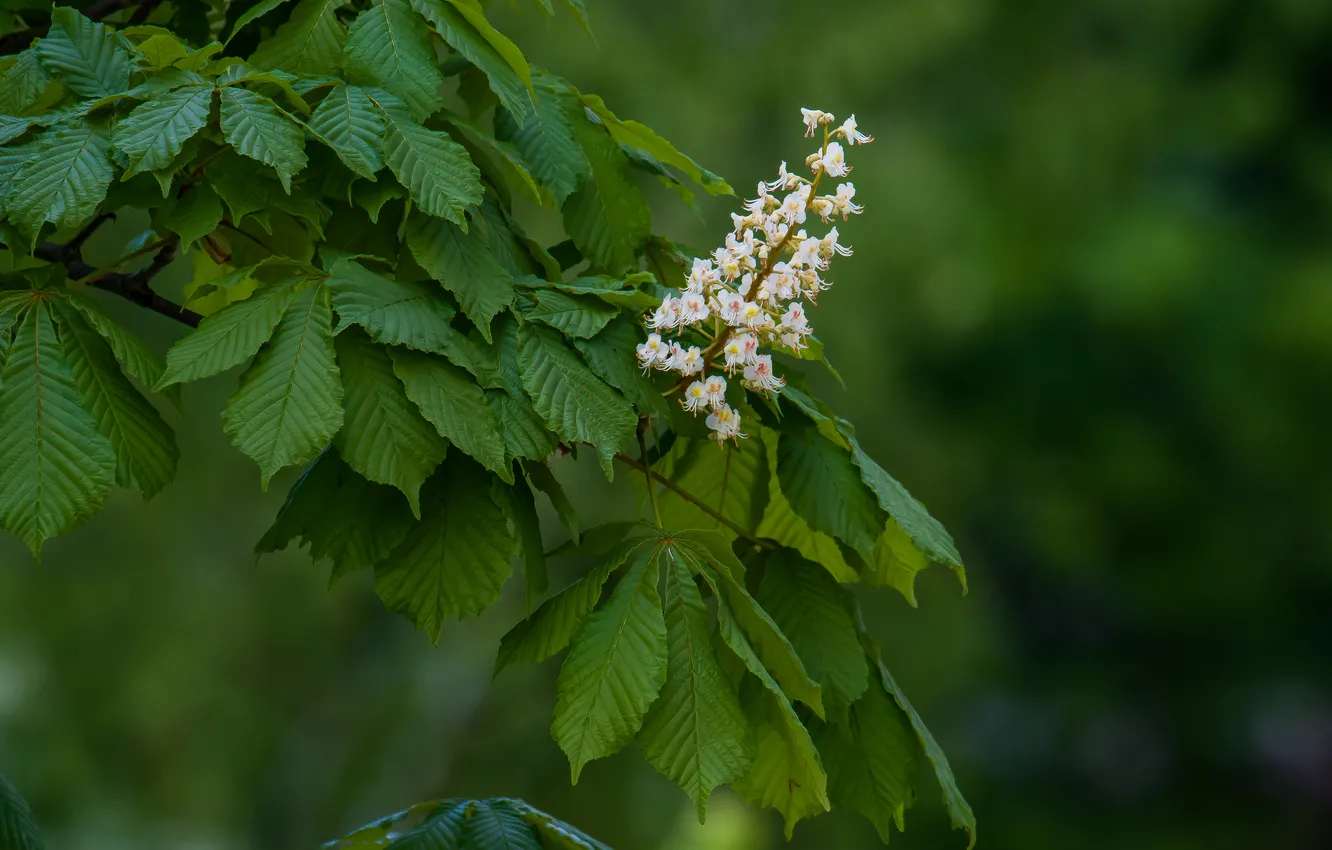 Photo wallpaper nature, spring, may, blooms, chestnuts