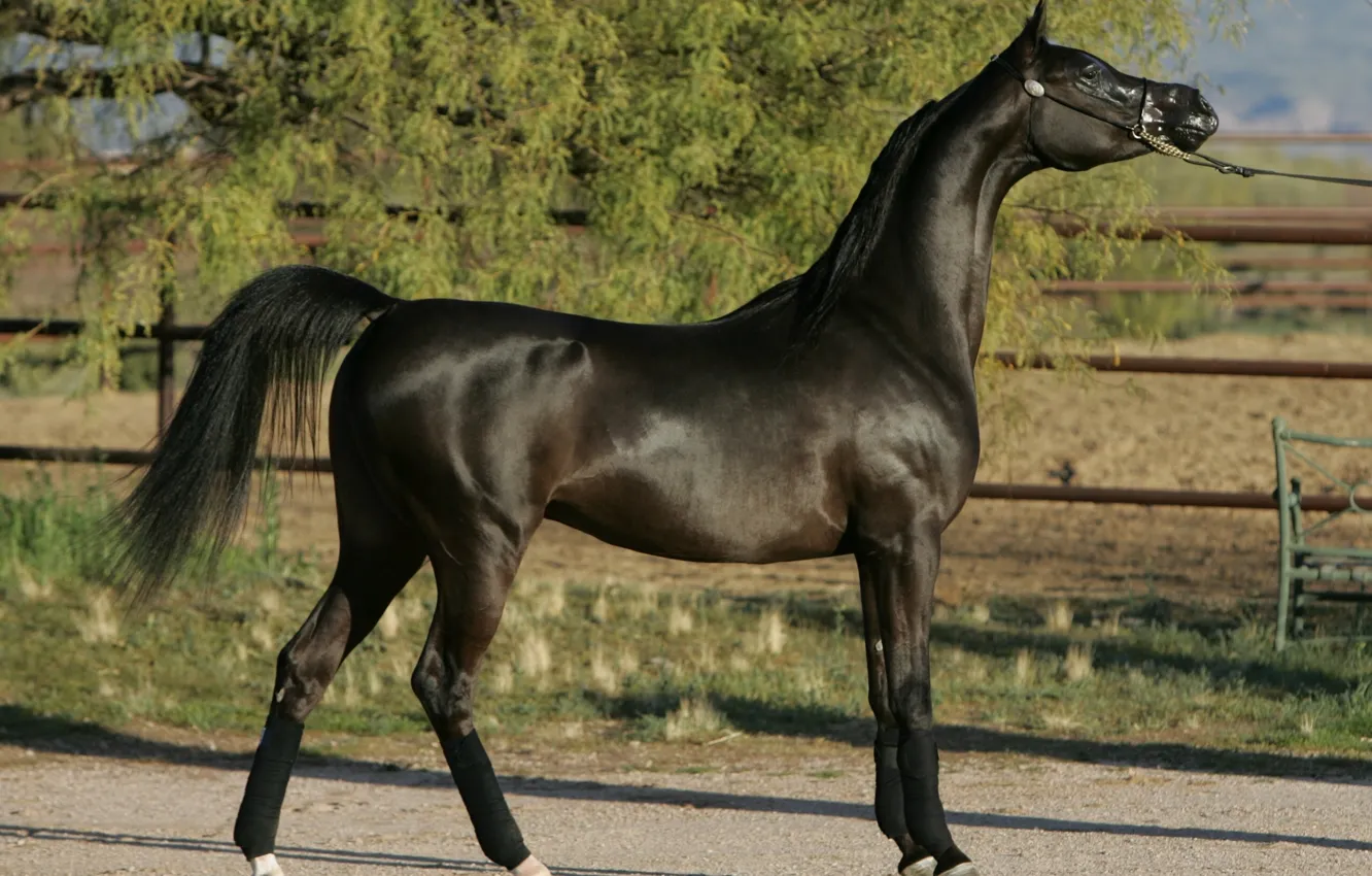 Photo wallpaper horse, stallion, Arabian horse