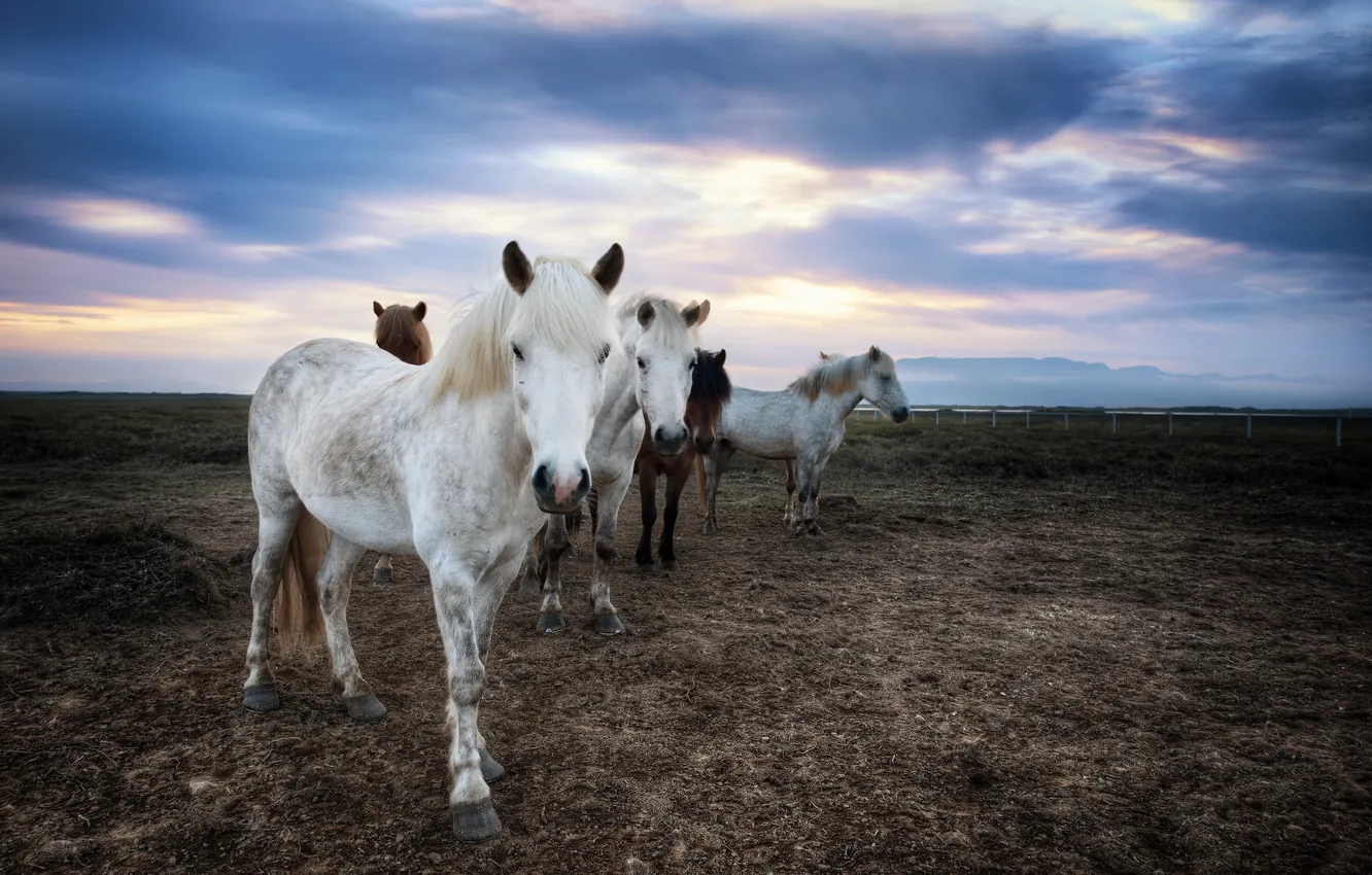 Photo wallpaper field, sunset, horses