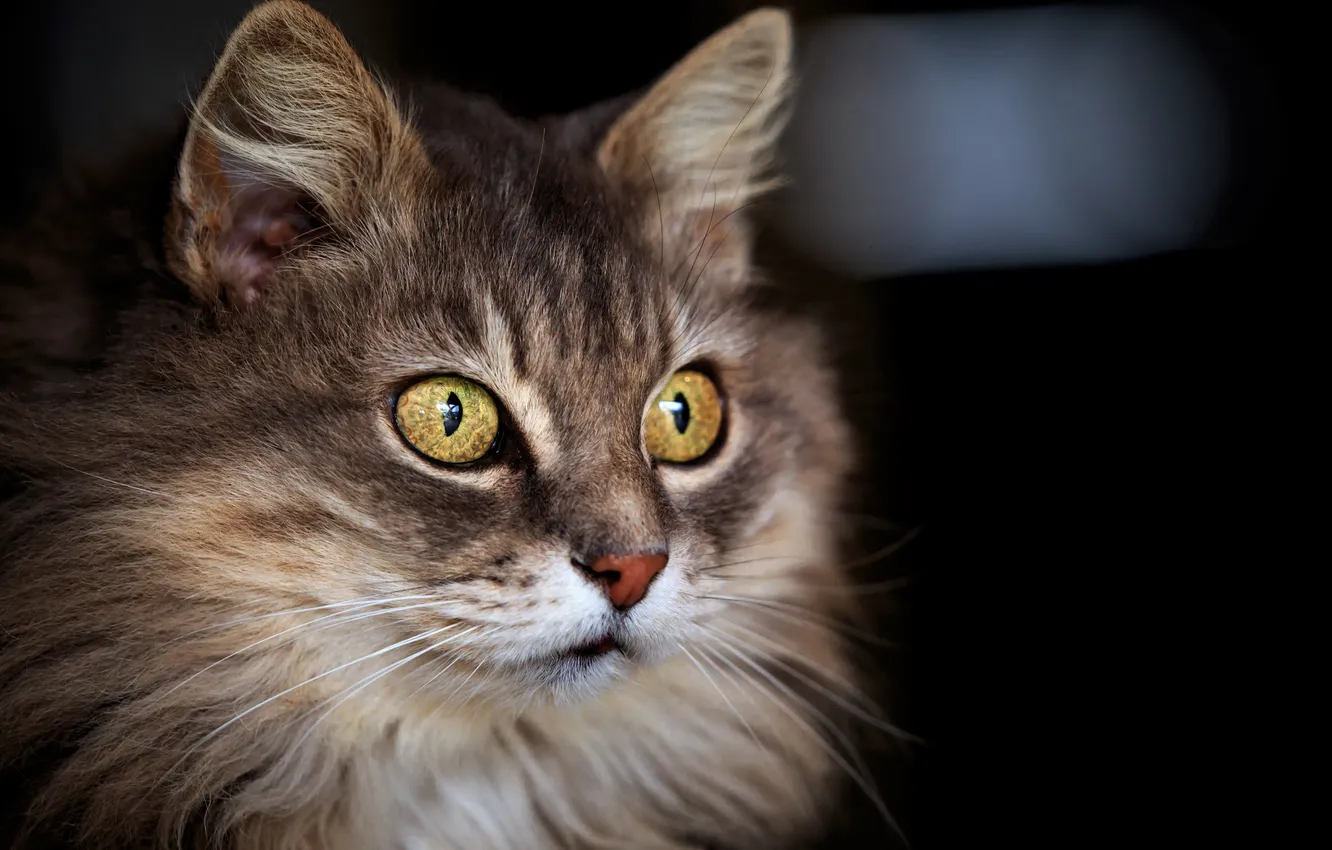 Photo wallpaper cat, cat, look, background, Koshak, fluffy