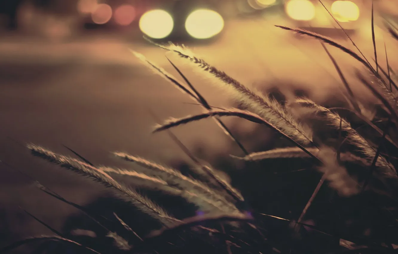 Photo wallpaper macro, background, spikelets, macro, bokeh