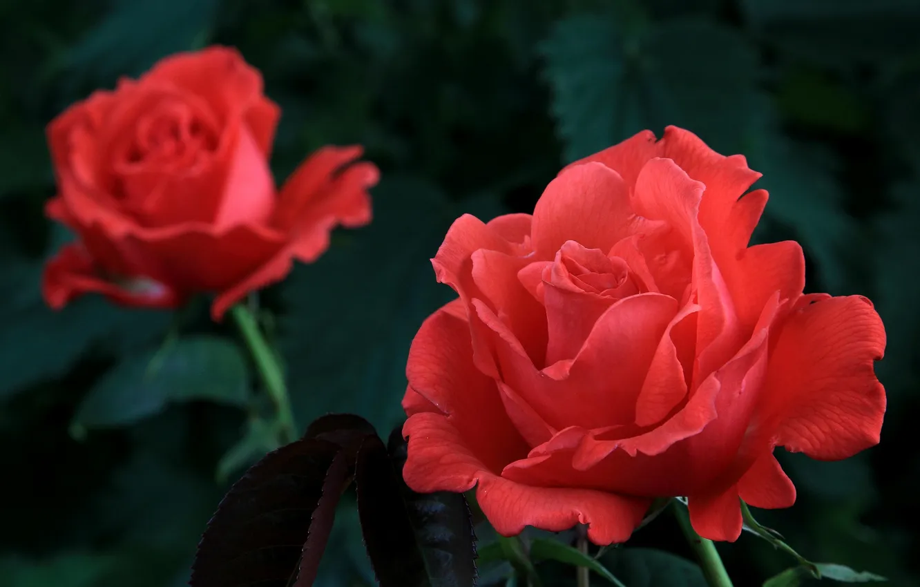 Photo wallpaper roses, petals, buds