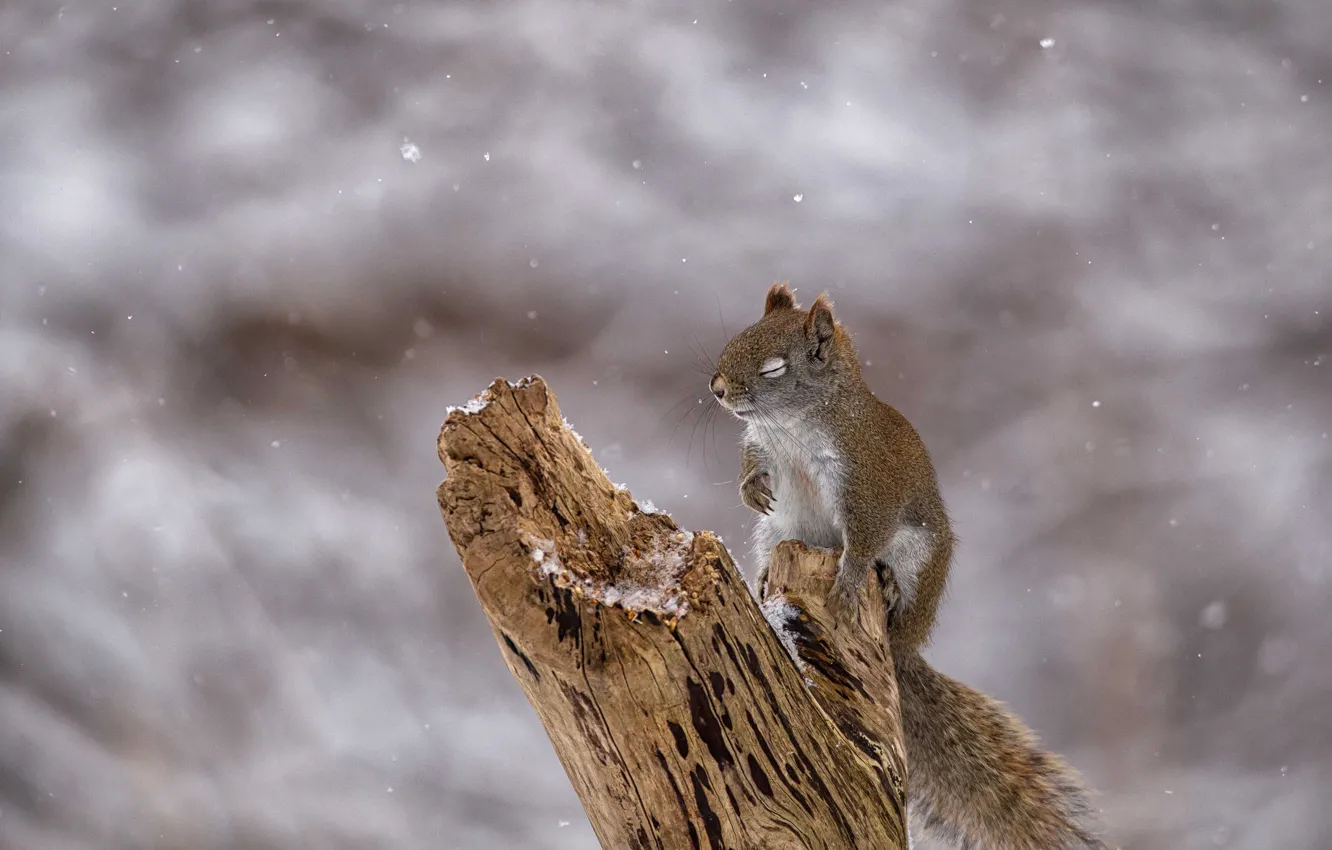 Photo wallpaper snow, protein, snag, rodent, squirrel, quiet hours, pet