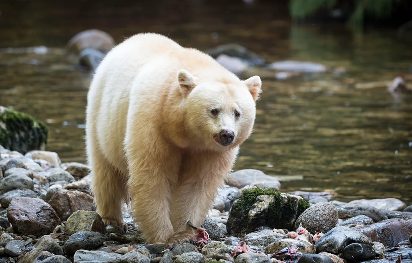 Photo wallpaper Canada, bear, spirit-bears, british-columbia, Kermode bear
