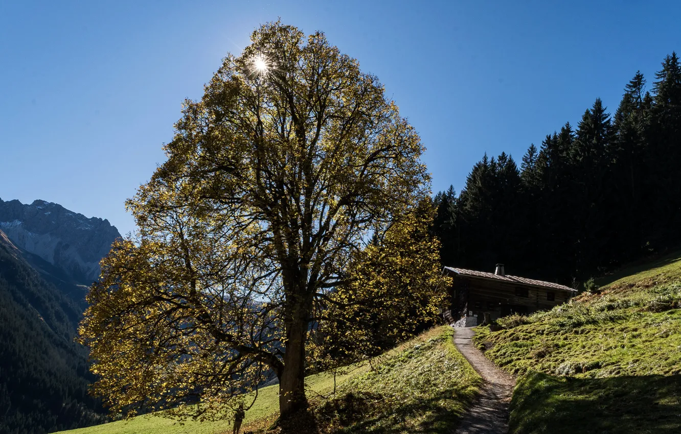 Photo wallpaper forest, the sun, trees, mountains, slope