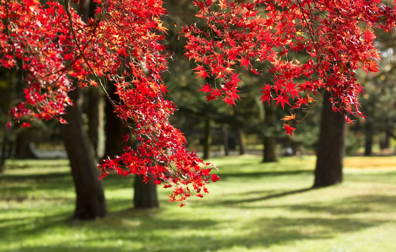 Photo wallpaper autumn, trees, branches, Park, Japan, maple